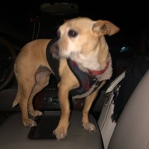 Meet your Posher, Oscar